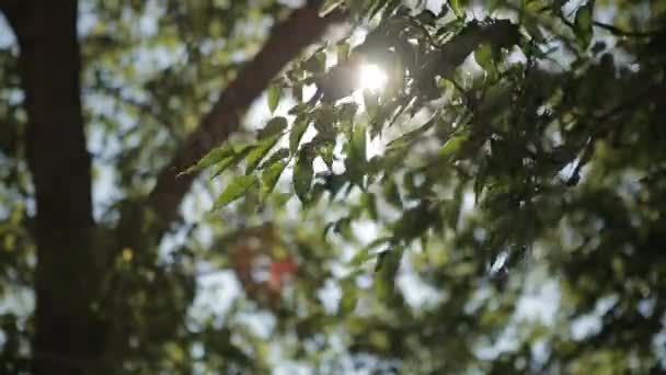 rayons de lumière du soleil à travers les feuilles des arbres 