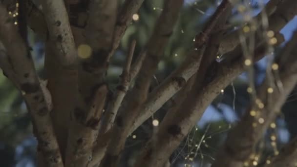 Primer Plano Las Gotas Rocío Mañana Árbol — Vídeos de Stock