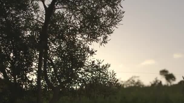 Οριζόντια Προβολή Των Δένδρων Στον Αγρό Στο Ηλιοβασίλεμα — Αρχείο Βίντεο
