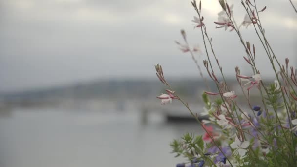 Blüte Sommer Abgelegt Blumen Verschwommenen See Auf Dem Hintergrund — Stockvideo