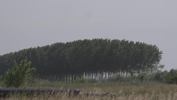 风树在大风天拍摄树林 — 图库视频影像