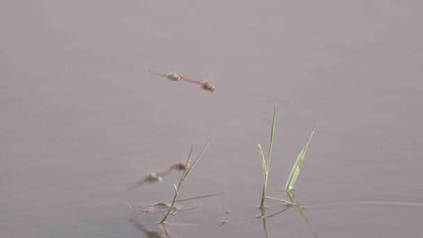 Flygande Insekter Över Sjön Vatten Med Gräs — Stockvideo