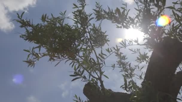 Güneş ışık ışınları yoluyla ağaç yaprakları — Stok video