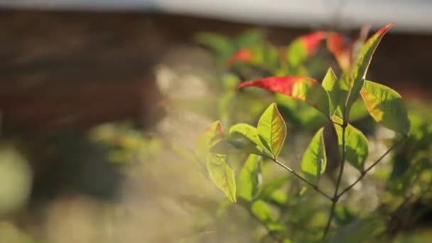 Vista Perto Folhas Árvore Verde Acenando Pelo Vento — Vídeo de Stock