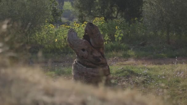 Зеленая Зона Подсолнечным Полем Заднем Плане Кампанья Провинция Салерно Южная — стоковое видео