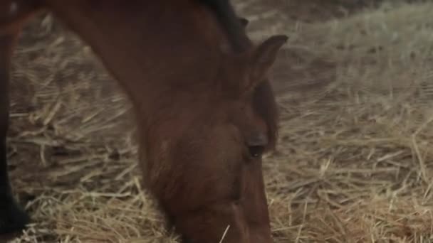 Cavalo Castanho Comendo Feno Solo — Vídeo de Stock