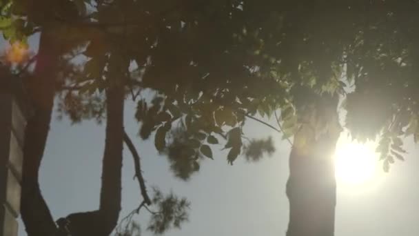 Закрыть Вид Солнечное Освещение Через Ветки Деревьев — стоковое видео