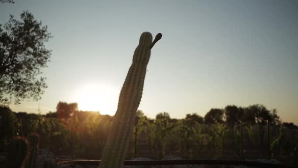 Close Sun Lighting Cactus — Stock Video