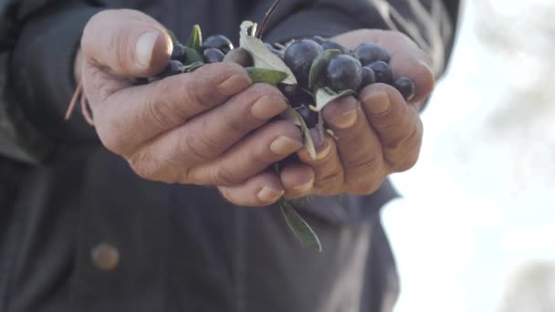 Κοντινό Πλάνο Της Ανδρικής Χέρια Που Κρατούν Φρεσκοκομμένα Ελιές — Αρχείο Βίντεο