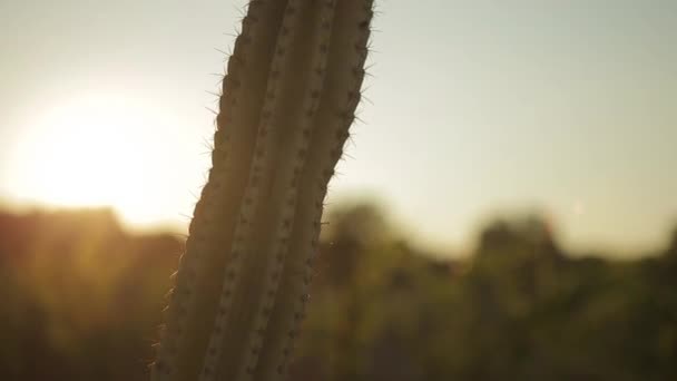 Nahaufnahme Von Sonnenlicht Gegen Kaktus — Stockvideo