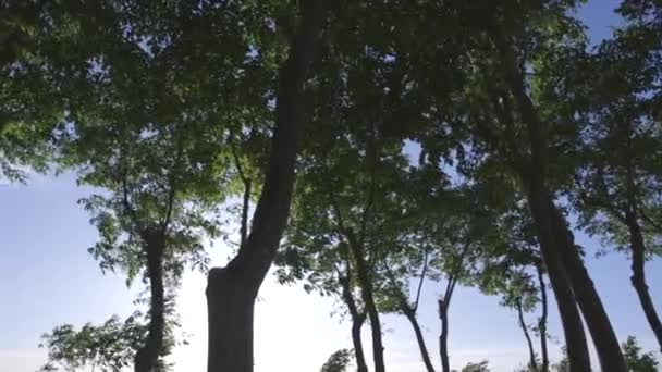 Солнце светит сквозь листья деревьев — стоковое видео