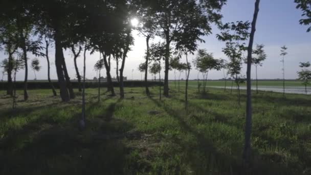 Vue du paysage de l'éclairage du soleil à travers les arbres au coucher du soleil  