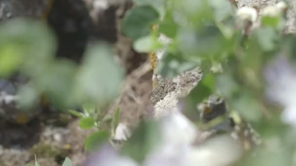 Nahaufnahme Der Weißen Blühenden Blume Baum Frühling — Stockvideo