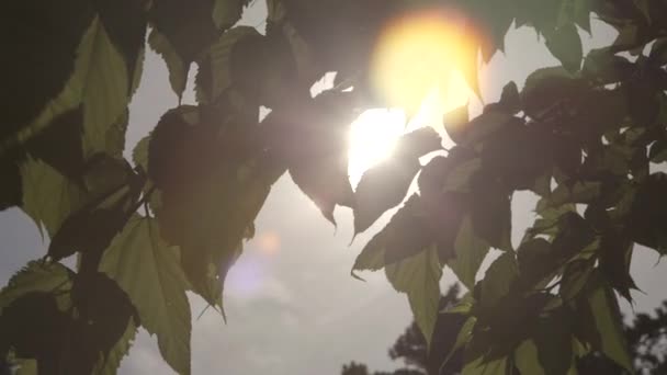 Sonnenlicht strahlt durch die Blätter der Bäume — Stockvideo
