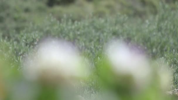 Concentración Flores Silvestres Pastizales — Vídeos de Stock