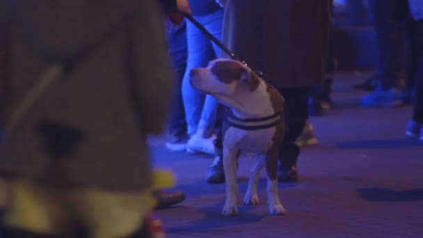 路上散歩する人々 に囲まれたスタッフォードシャー テリア犬 — ストック動画