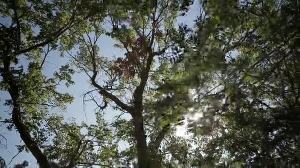 Rayos de luz del sol a través de hojas de árboles — Vídeo de stock