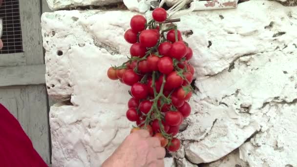 Mão Humana Pegando Tomates Ramo Pendurado Parede — Vídeo de Stock