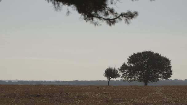 白天田野树木的景观观 — 图库视频影像