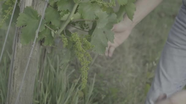 Person reißt Blätter um Trauben herum ab — Stockvideo