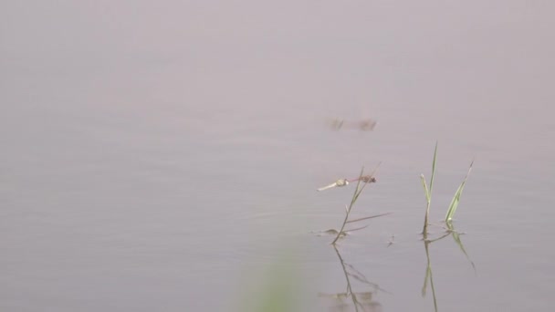 Libellen Vliegen Boven Meerwater Met Gras — Stockvideo