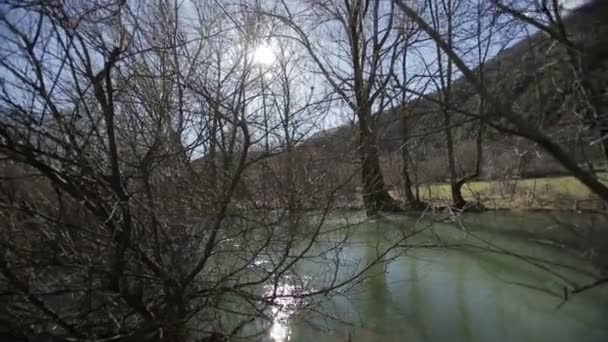 Δέντρα που φύονται στο ποτάμι — Αρχείο Βίντεο