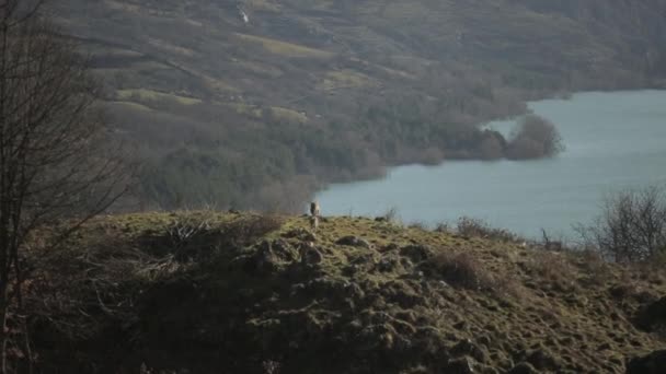 Dos Lobos Caminando Sobre Una Colina Verde Sobre Lago Pie — Vídeos de Stock