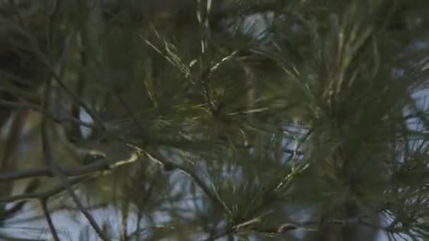 소나무의 나뭇가지 흔드는 바람의 클로즈업 — 비디오
