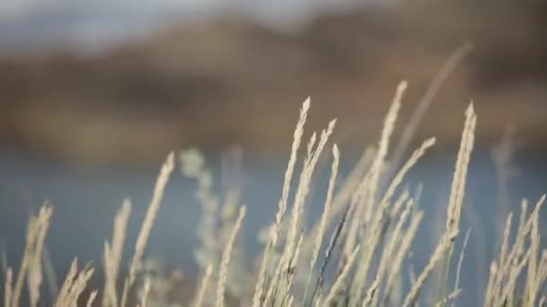 Tarweoren in het veld — Stockvideo