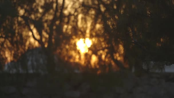 Osvětlení Sluncem Stromy Ulici — Stock video
