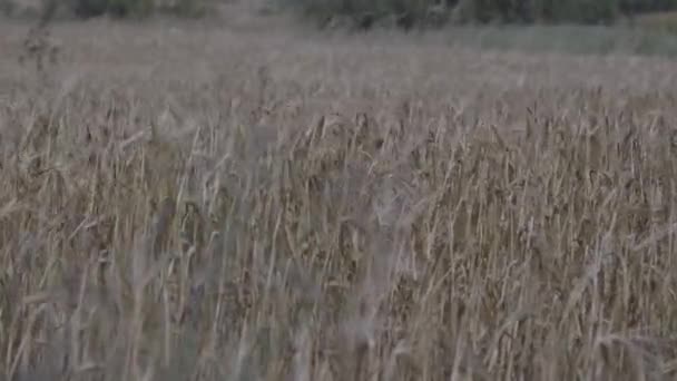 Spighe di grano nel campo — Video Stock