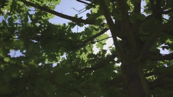 Raios de luz do sol através de folhas de árvore — Vídeo de Stock