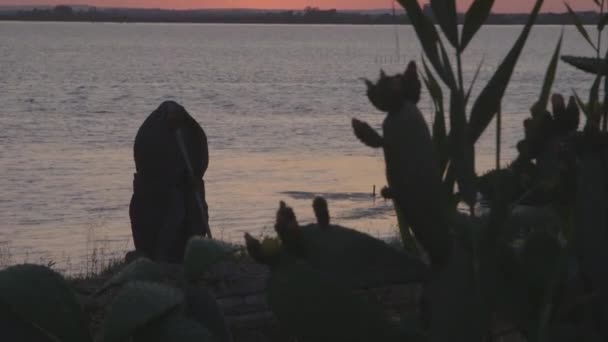 Plantas Cactus Gwowing Orilla Del Mar Atardecer — Vídeos de Stock