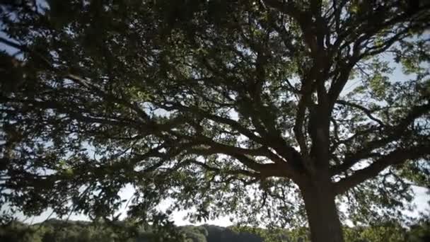 Güneş ışık ışınları yoluyla ağaç yaprakları — Stok video