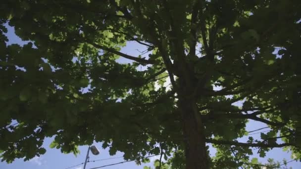 트리를 통해 태양 빛 광선 잎 — 비디오