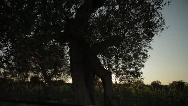 Zblízka Pohled Osvětlení Sluncem Skrze Větve Stromů — Stock video