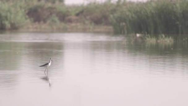 乡村湖与步行共同苍鹭鸟在水中 — 图库视频影像