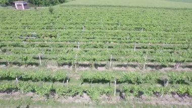 agrimotor havadan görünümü üzerinde Yeşil üzüm alan Modena, İtalya 