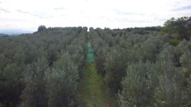 Uçuş hills ağaçlar ve hasat, Matera, Güney İtalya sırasında ekili arazi görünümünü üzerinde 