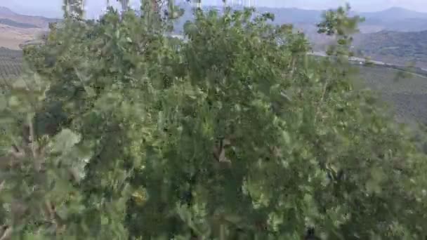 木と収穫 マテーラ 南イタリアの間に耕された土地の丘の眺め以上フライト — ストック動画
