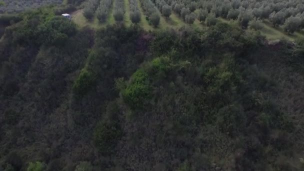 Voo Sobre Vista Das Colinas Com Árvores Terras Cultivadas Durante — Vídeo de Stock