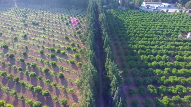 Let Nad Pohled Zelené Vinice Pole Pisticci Italské Provincii Matera — Stock video