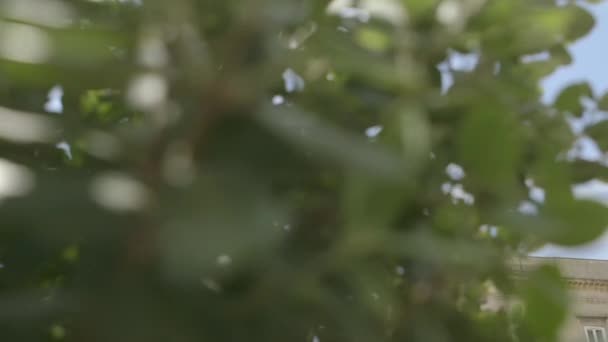 Taranto Apulia Süditalienische Strasse Bei Tag Blick Hinter Den Baum — Stockvideo