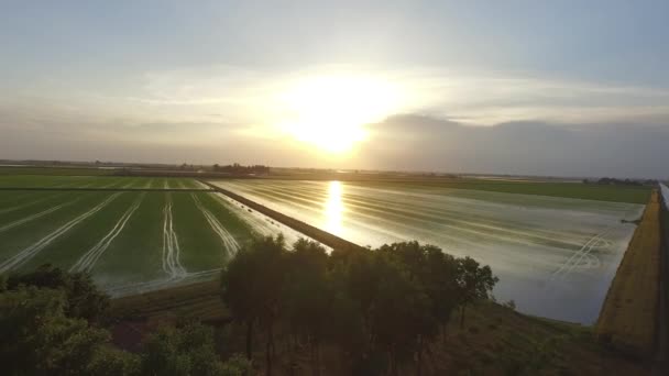 Luchtfoto Van Italiaanse Rijstvelden Rivier Zuid Italië Bij Zonsopgang — Stockvideo