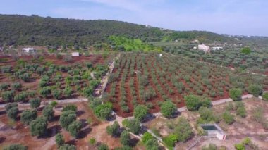 Monopoli, Bari eyaletinin ve Apulia, İtalya bölgesinin yeşil kırsal çevrenin havadan görünümü