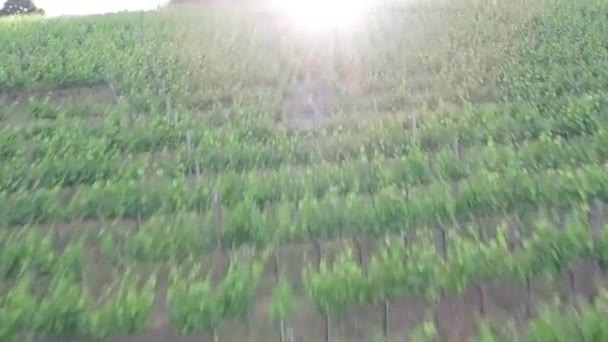 Voo Sobre Vista Vinha Verde Campagna Província Salerno Itália Sul — Vídeo de Stock
