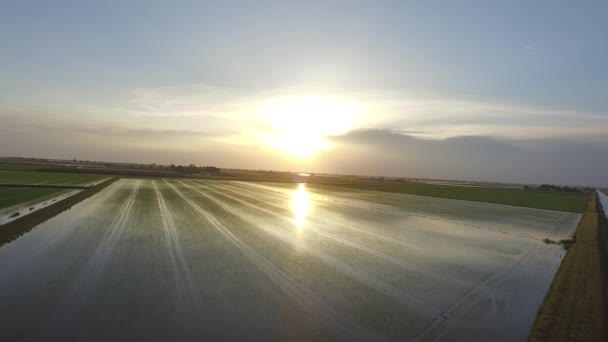 Воздушный Вид Итальянских Рисовых Полей Реке Южная Италия Восходе Солнца — стоковое видео