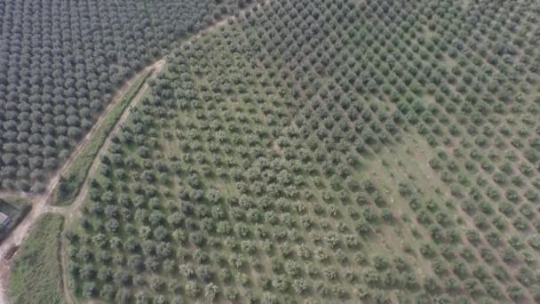 Vuelo Sobre Vista Las Colinas Con Árboles Tierras Cultivadas Durante — Vídeos de Stock