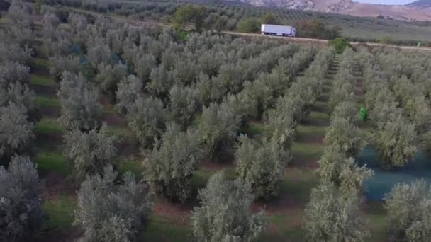 木と収穫 マテーラ 南イタリアの間に耕された土地の丘の眺め以上フライト — ストック動画