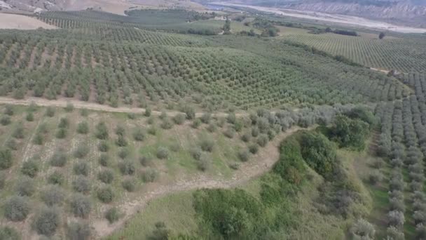 Voo Sobre Vista Das Colinas Com Árvores Terras Cultivadas Durante — Vídeo de Stock